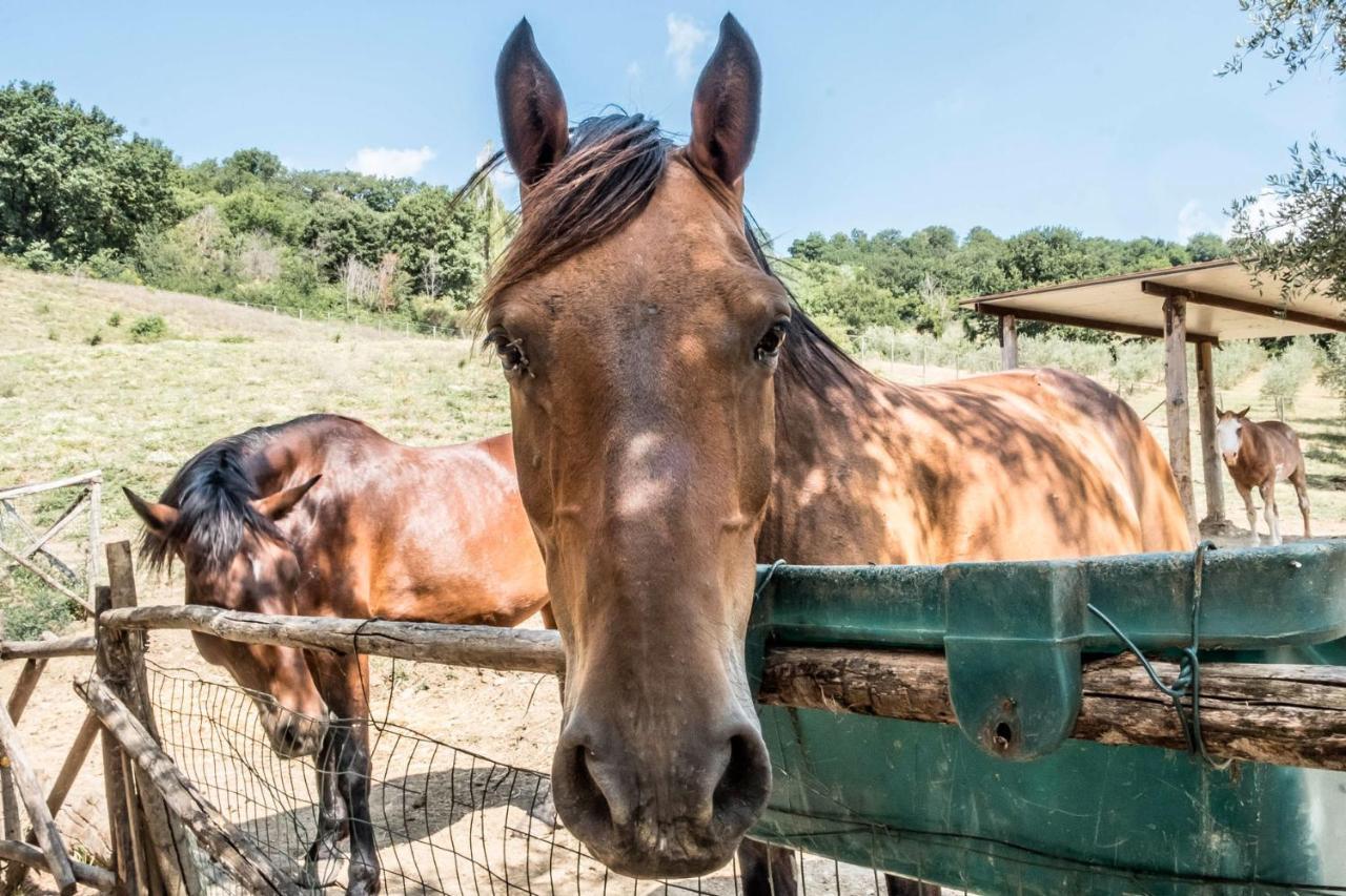 Agriturismo Goccia Di Luna Umbertide Buitenkant foto